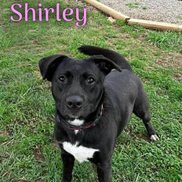 Shirley
