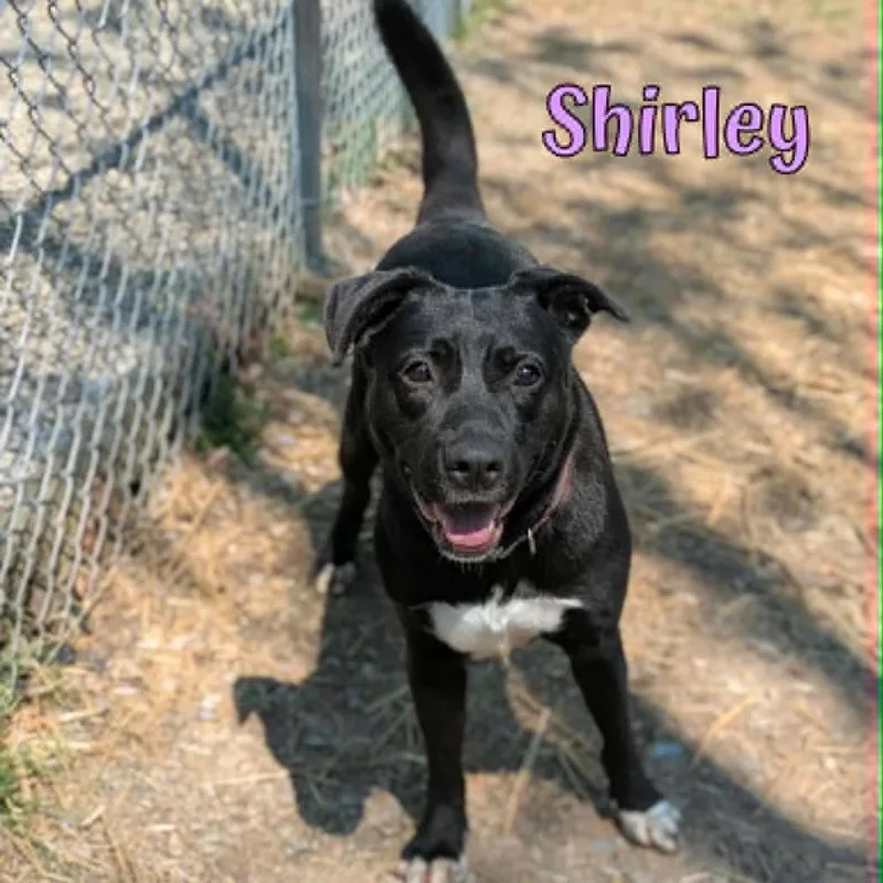 Shirley thumbnail 2