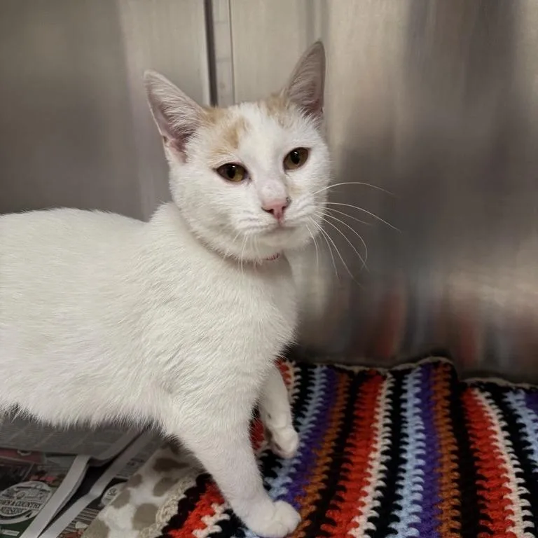 An adult medium-sized female Buff / Tan / Fawn Domestic Short Hair cat named Luna for adoption in Saint Louis, MO