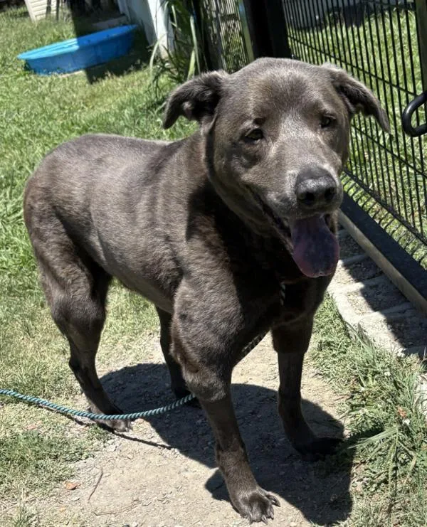 A senior large-sized male Labrador Retriever dog named Big Blue for adoption in Virginia Beach, VA