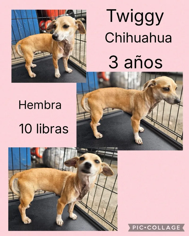 An adult small-sized female Mixed Breed dog named Twiggy for adoption in San Juan, PR