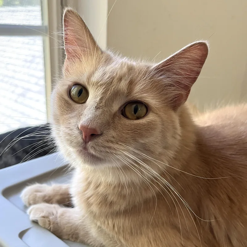 Leo