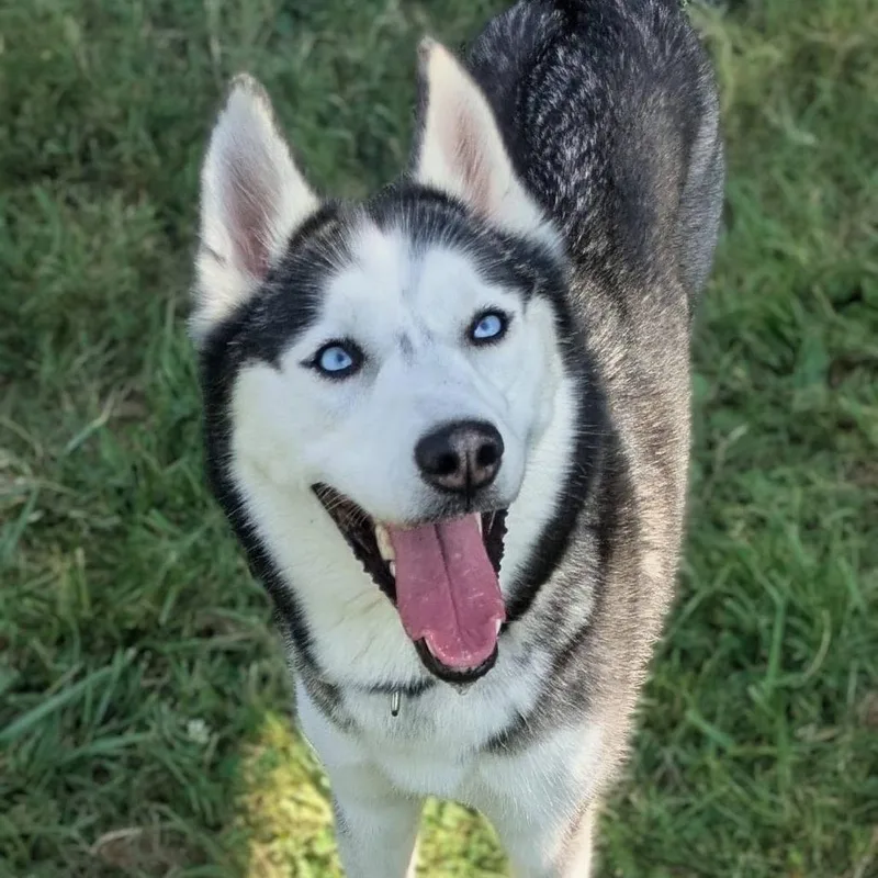 An adult medium-sized female Husky dog named Tikani for adoption in Jeffersonville, IN