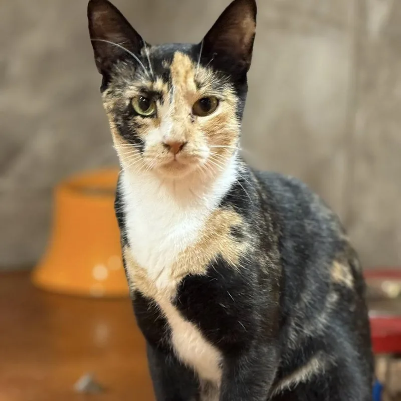 Sun Bear thumbnail 2