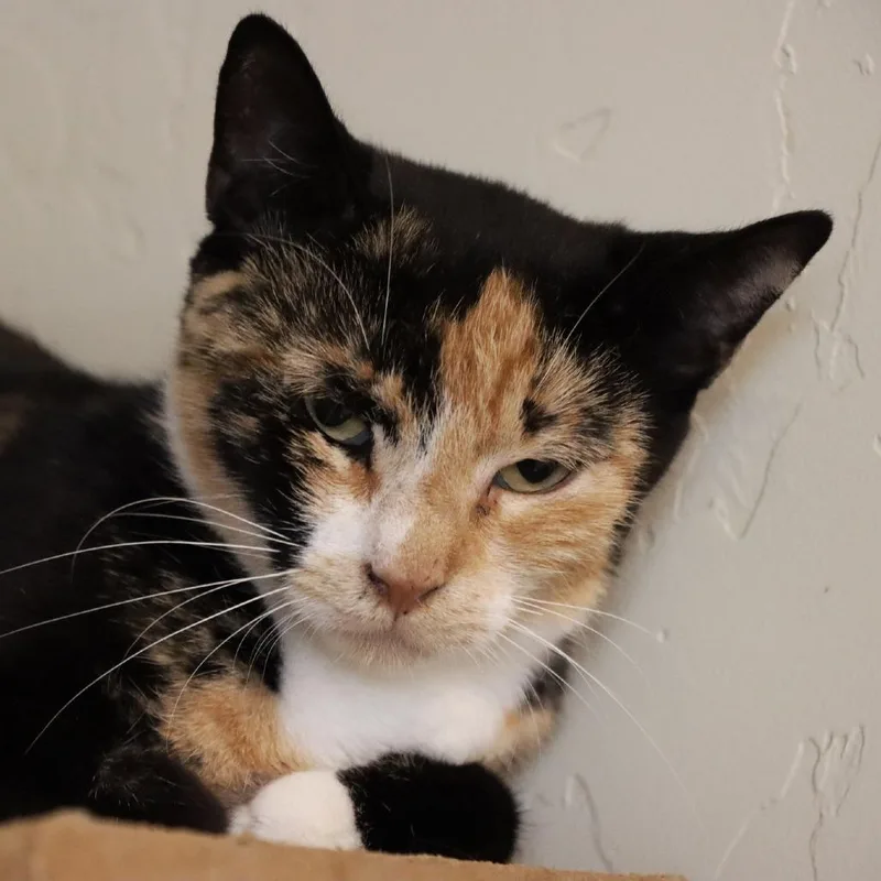 Sun Bear thumbnail 3