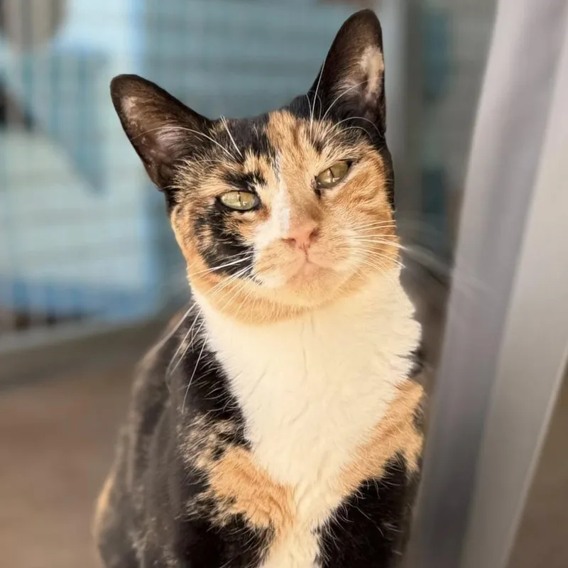 Sun Bear thumbnail 4