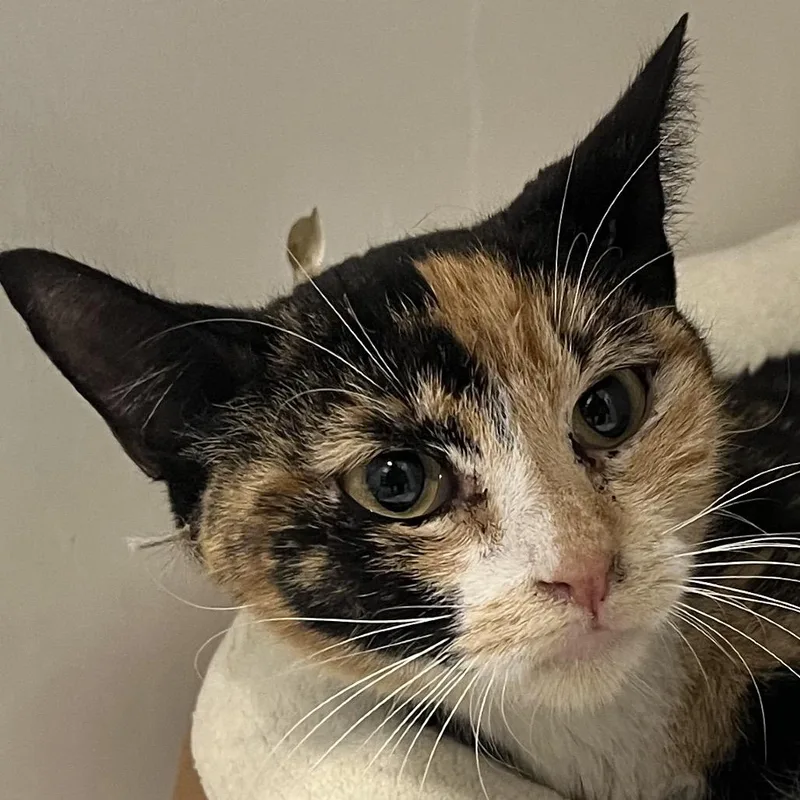 Sun Bear thumbnail 5