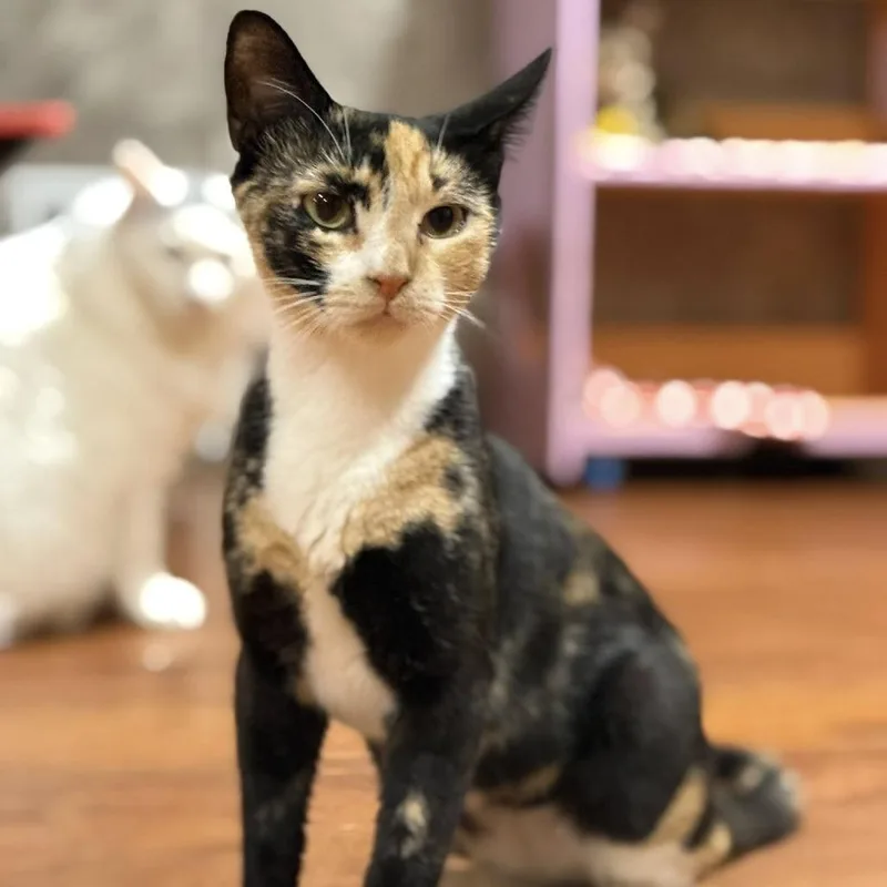 Sun Bear thumbnail 6