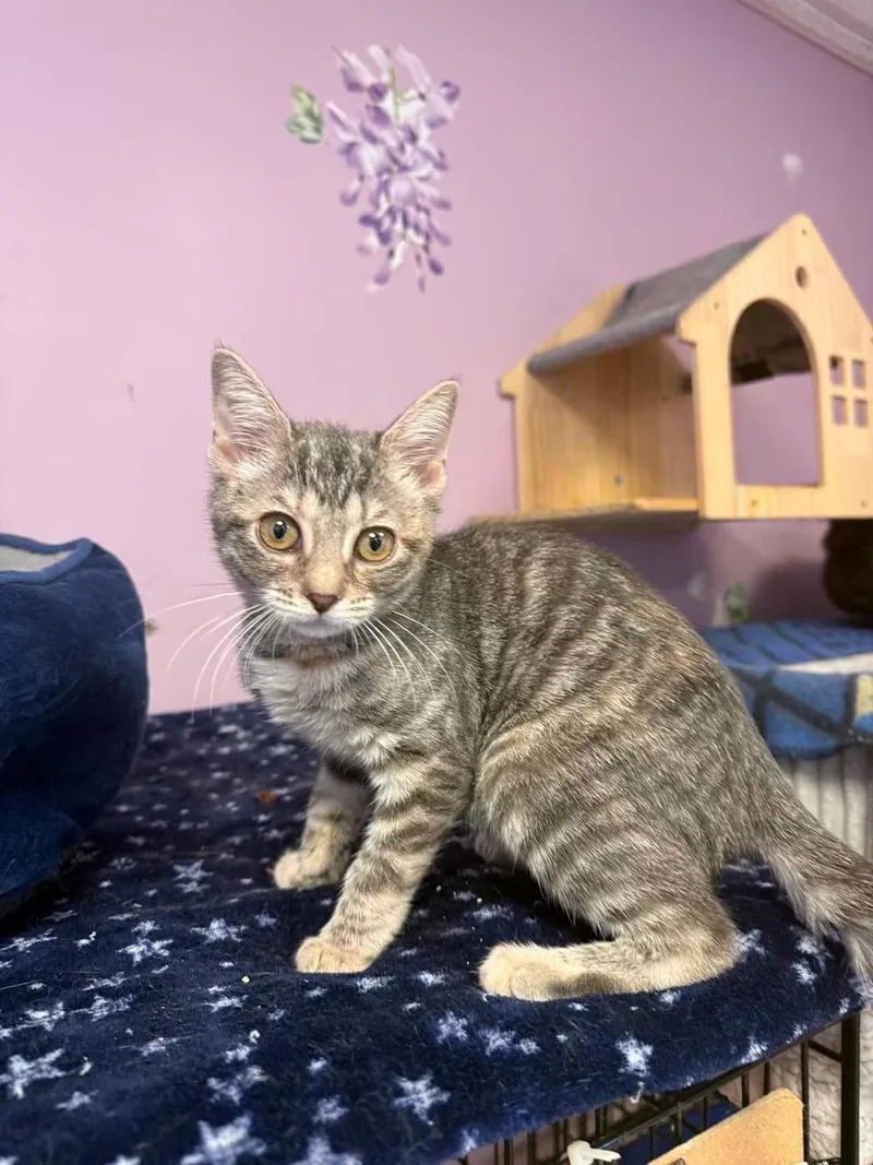 A young small-sized female Gray / Blue / Silver Domestic Short Hair cat named Sabrina for adoption in Freeport, NY