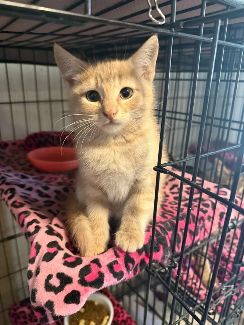 A young small-sized male Tabby (Orange / Red) Tabby cat named Tangerine for adoption in Temecula, CA