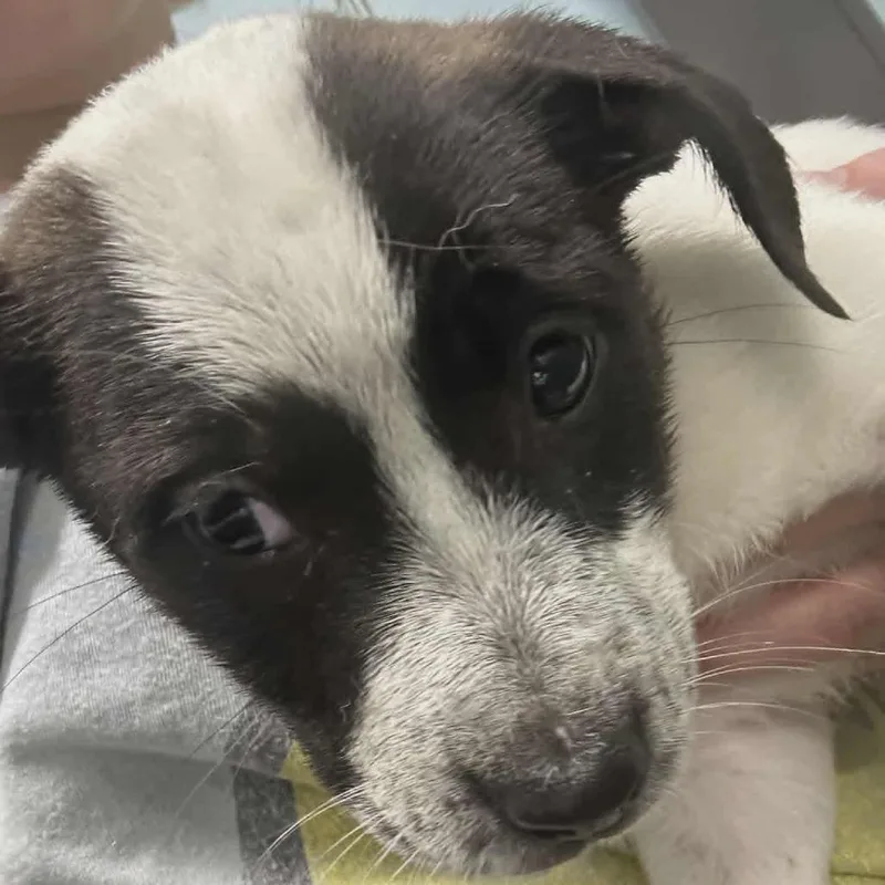 A baby small-sized female Black Hound dog named Lavender for adoption in Hannibal, MO