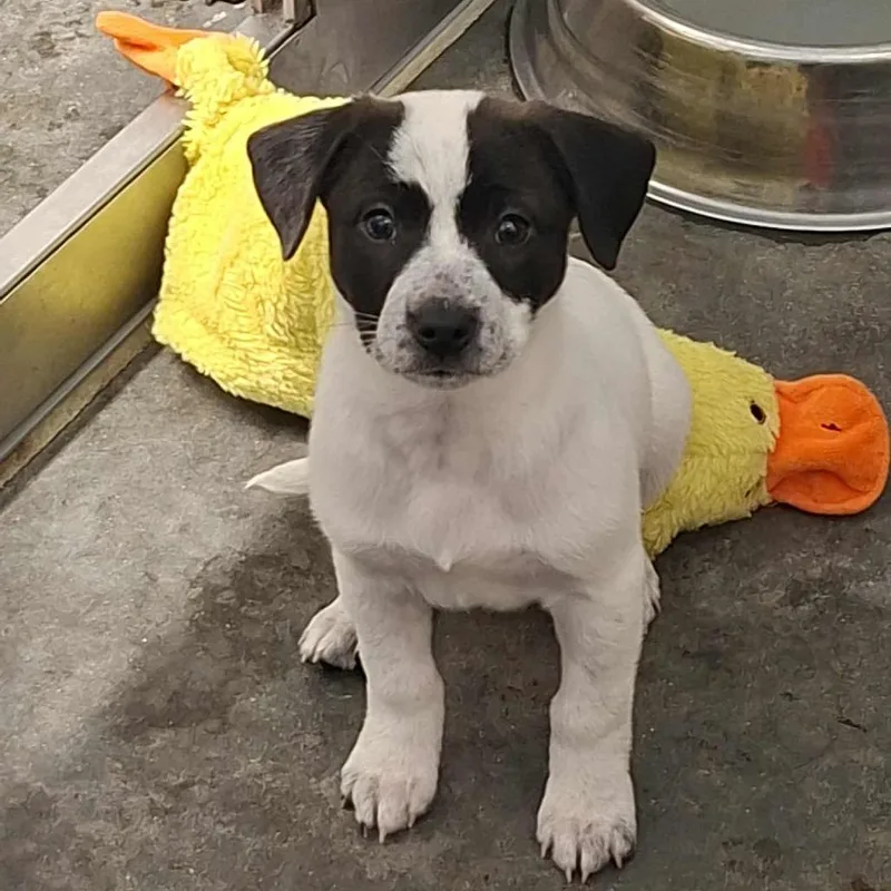 Lavender thumbnail 2