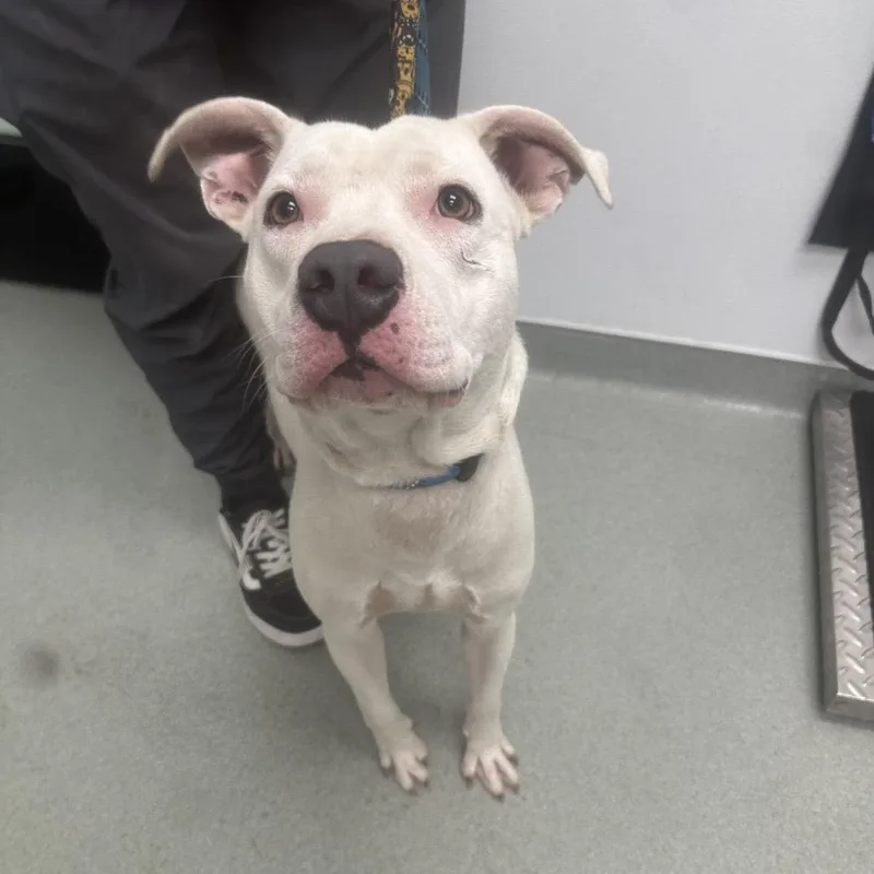 An adult medium-sized male White / Cream Terrier dog named SubZero for adoption in Abilene, TX