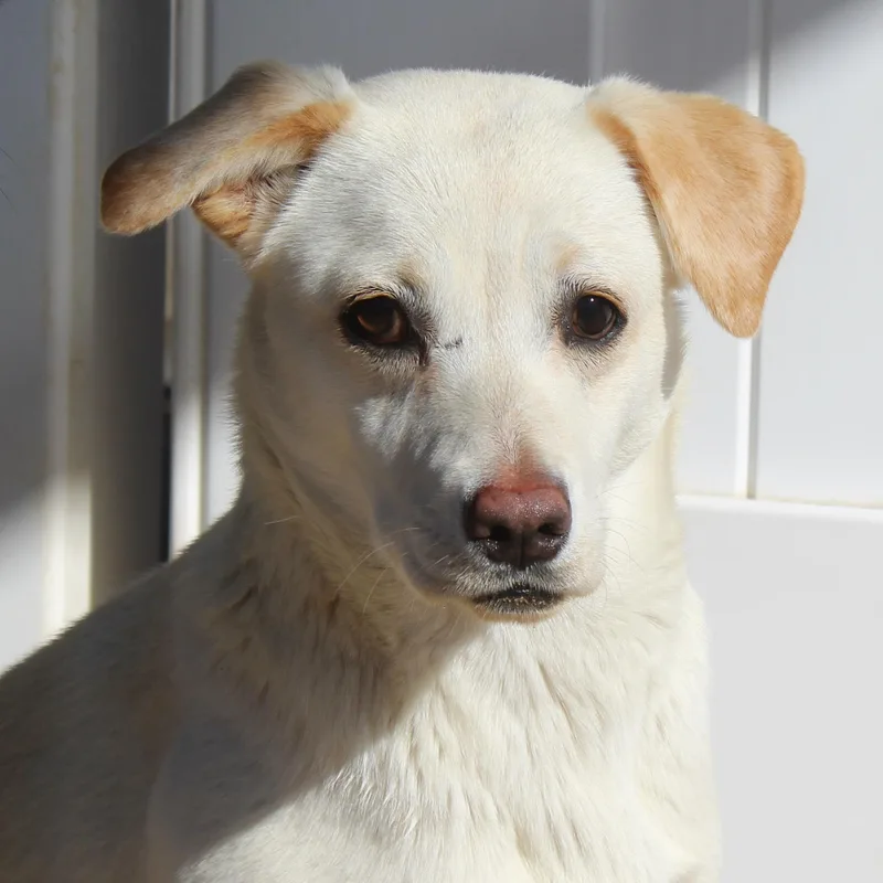 An adult small-sized female Yellow / Tan / Blond / Fawn Chihuahua dog named Mackenzie for adoption in Yucca Valley, CA