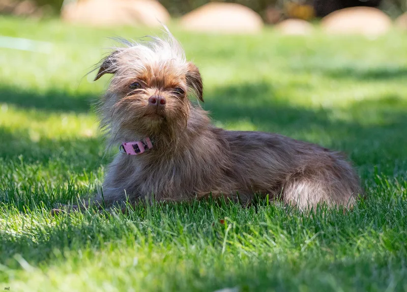A young small-sized female Apricot / Beige Brussels Griffon dog named Pepsi for adoption in Washoe Valley, NV