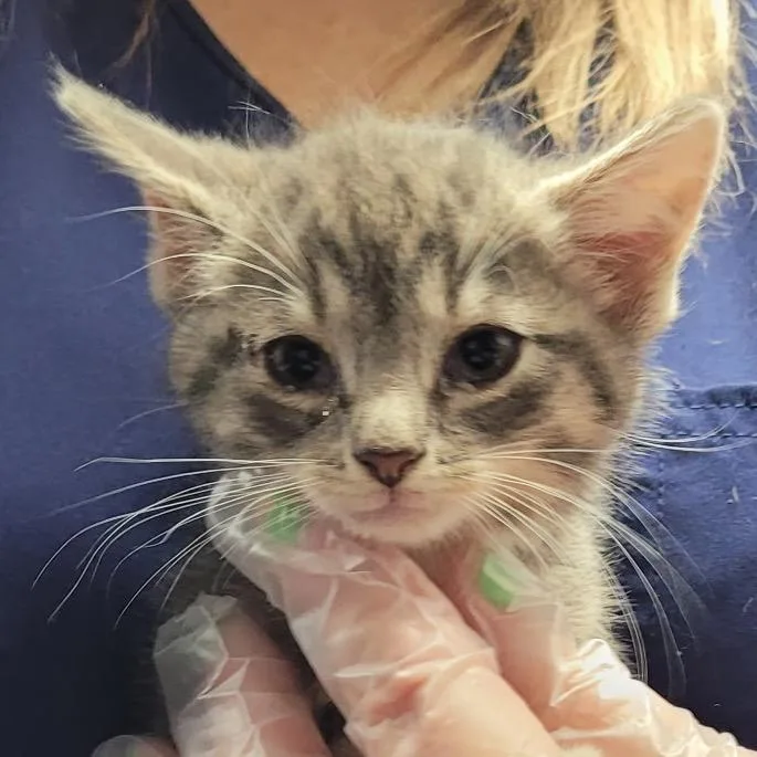 A baby small-sized female Gray / Blue / Silver Domestic Short Hair cat named Poppy for adoption in Newark, NJ
