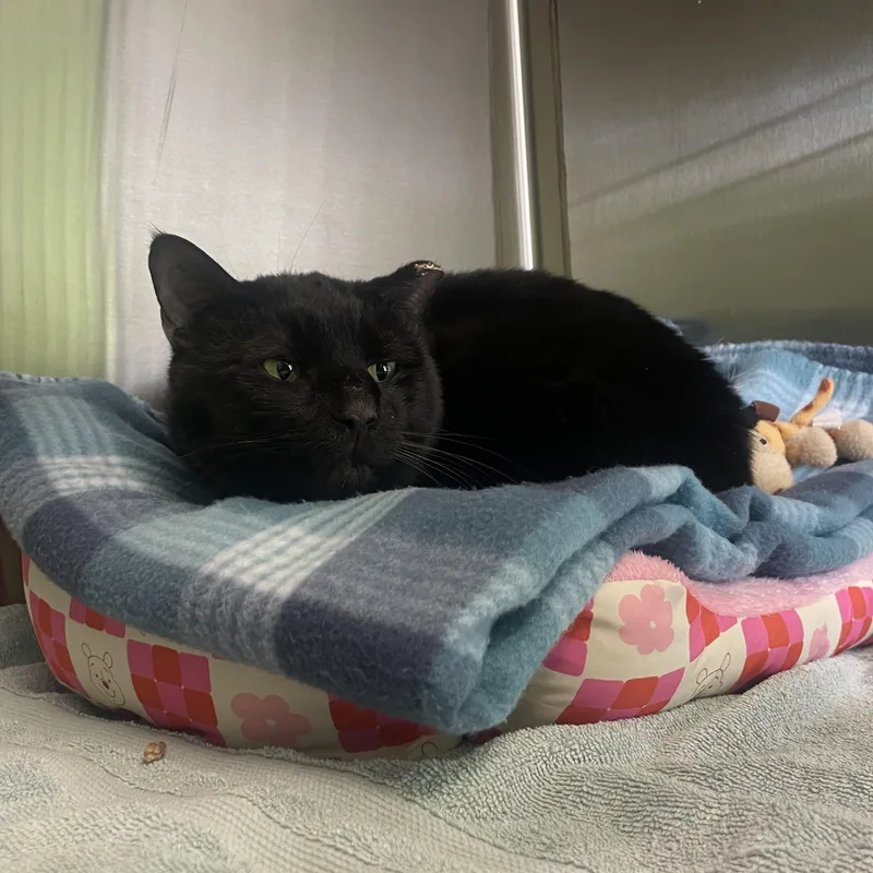An adult medium-sized male Domestic Short Hair cat named Sylvester for adoption in Greenbelt, MD
