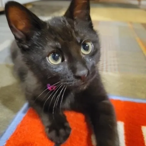 A baby small-sized male Black Domestic Short Hair cat named Black Jack for adoption in Hudsonville, MI