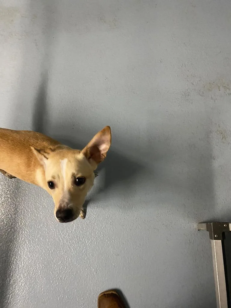 A young medium-sized female Mixed Breed dog named Babbs for adoption in Cartersville , GA