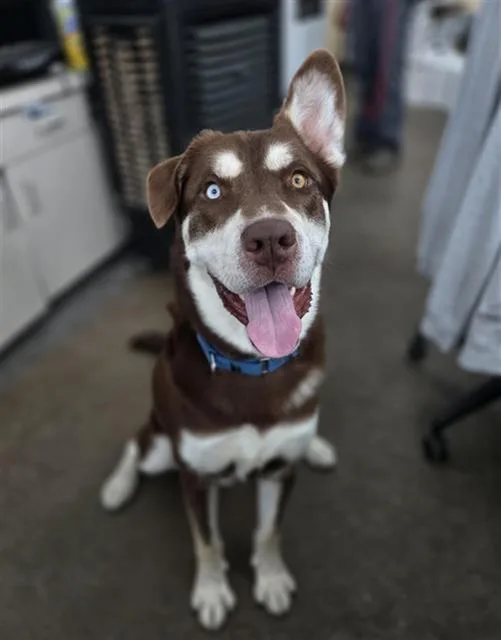 An adult extra large-sized male Mixed Breed dog named Adam for adoption in Dallas, TX