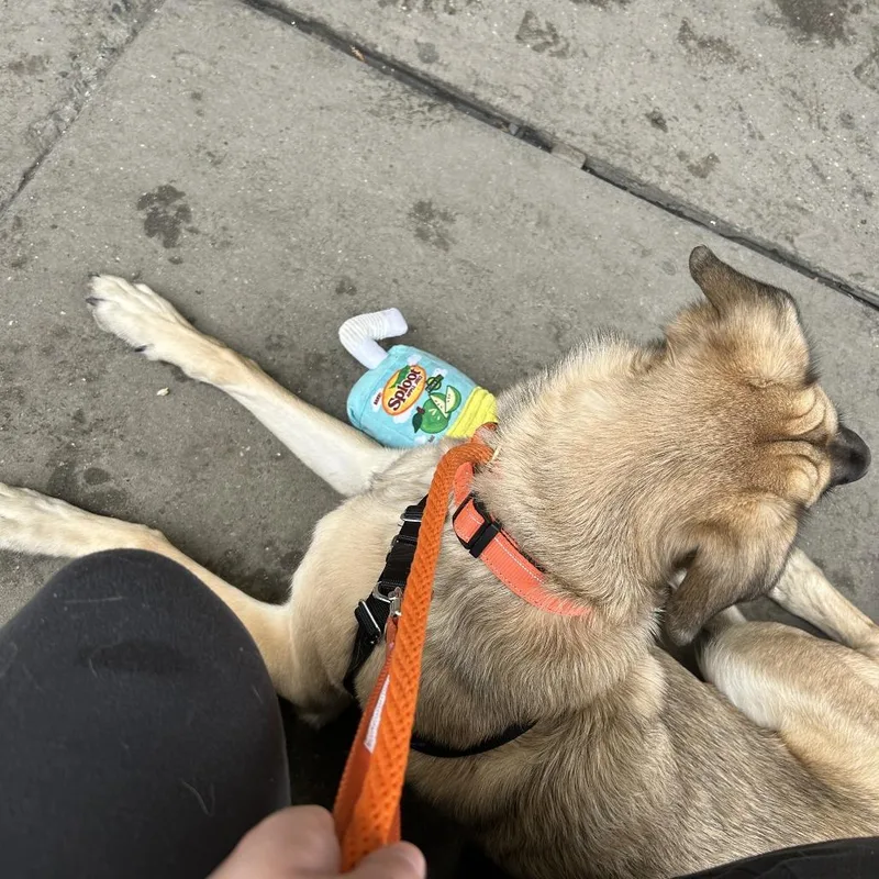 Josephine thumbnail 3