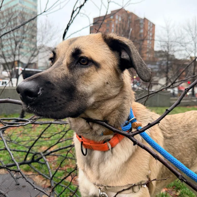 Josephine thumbnail 4