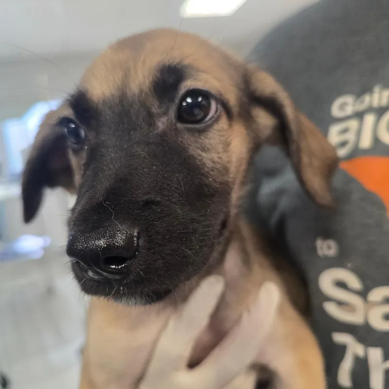 Josephine thumbnail 6