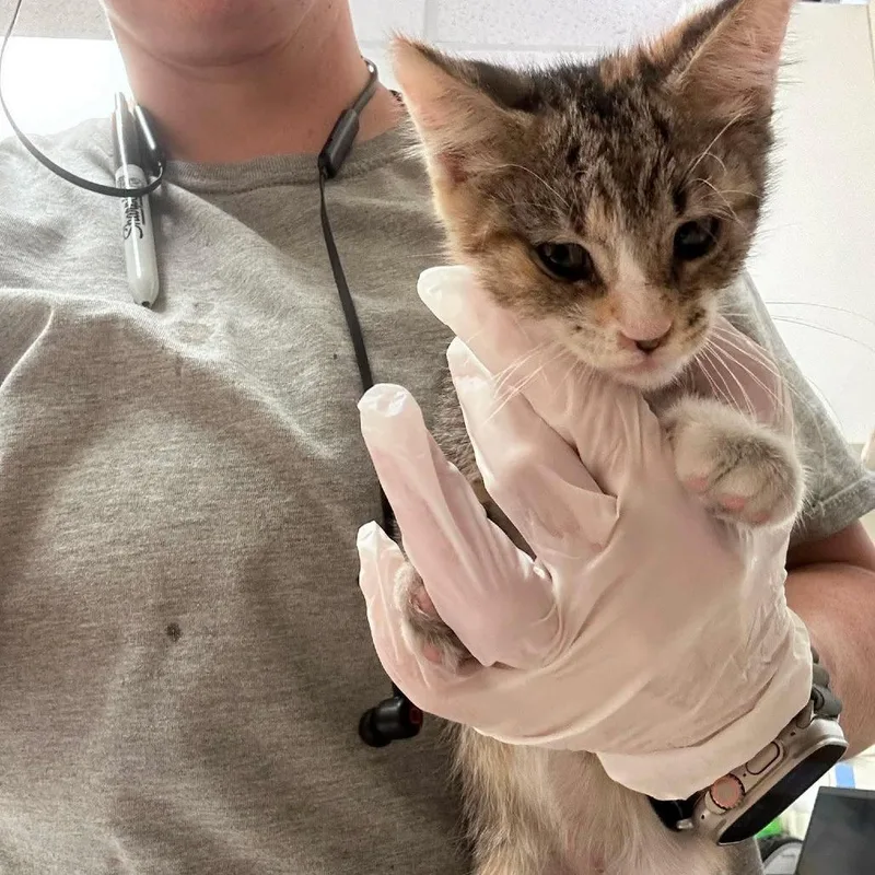 A baby small-sized female Orange / Red Domestic Short Hair cat named Marshie for adoption in Bastrop, TX