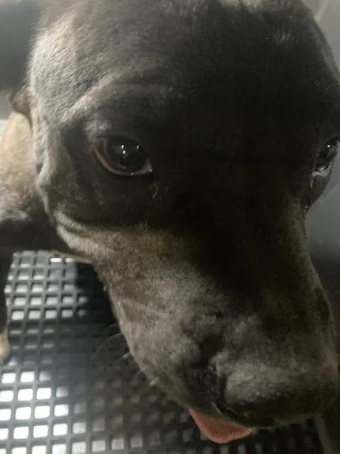 An adult large-sized female Pit Bull Terrier dog named Ruby for adoption in Dallas, TX