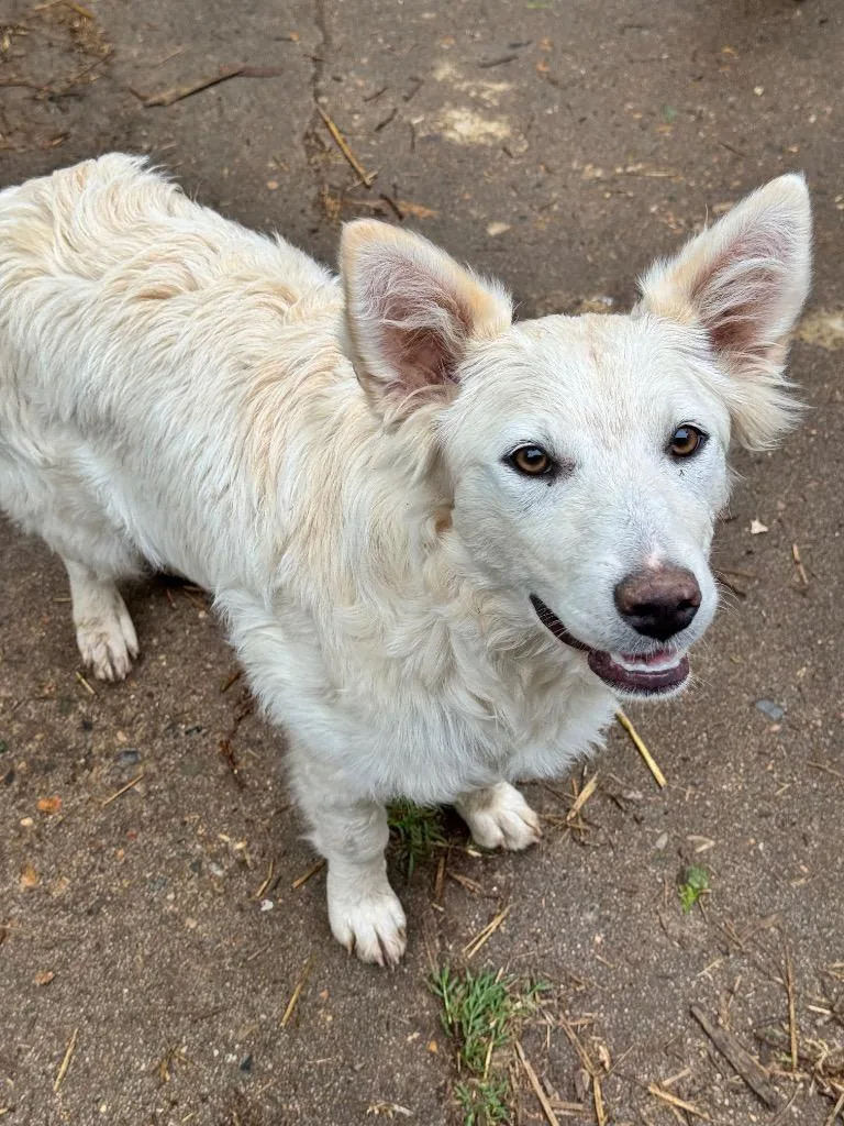 A baby medium-sized female Australian Shepherd dog named Snow for adoption in Little Rock, AR