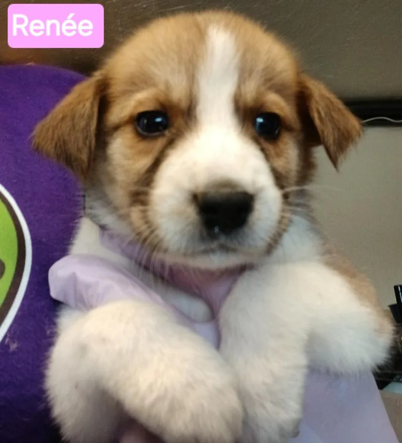A baby small-sized female Australian Cattle Dog / Blue Heeler dog named Renée for adoption in Mena, AR