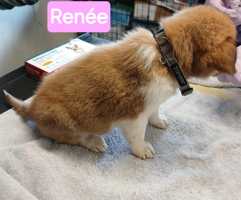 Renée thumbnail 3