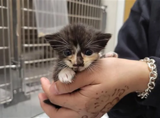 A baby small-sized female Domestic Short Hair cat named Rain for adoption in Garland, TX
