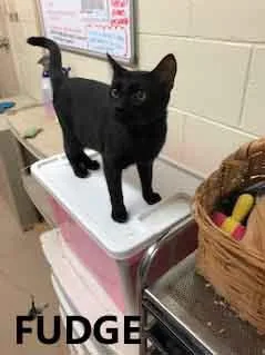 A young medium-sized male Black Domestic Short Hair cat named Fudge for adoption in Washington, GA
