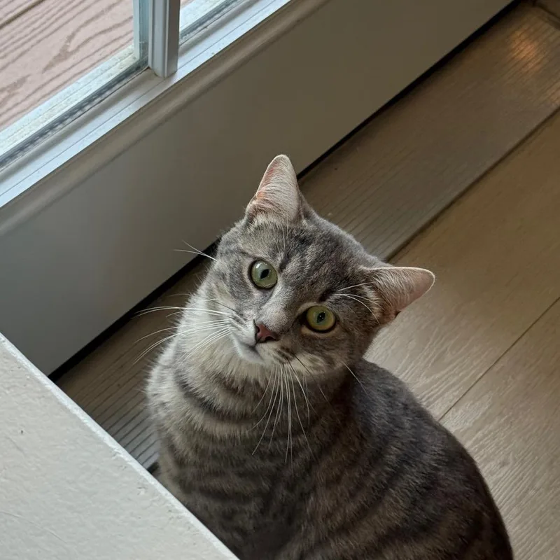 Roux