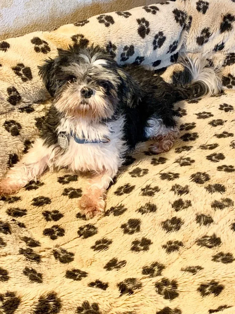 An adult small-sized female Pomeranian dog named Ethel for adoption in Reno, NV