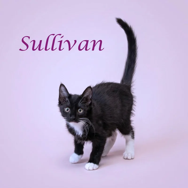 Sullivan C thumbnail 2