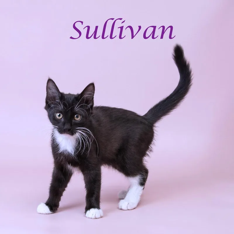 Sullivan C thumbnail 3