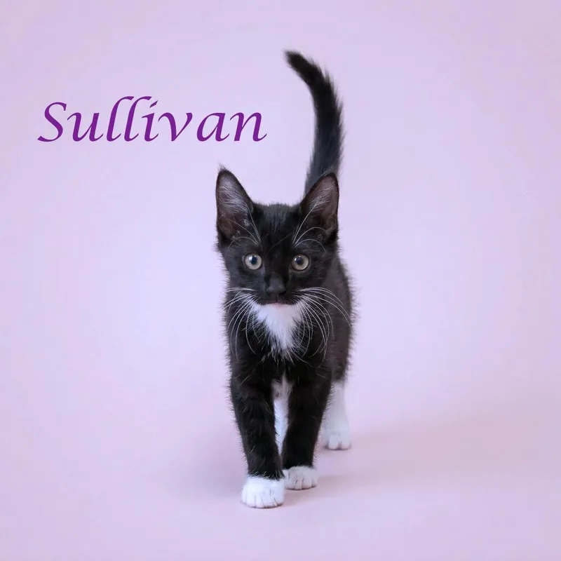 Sullivan C thumbnail 4