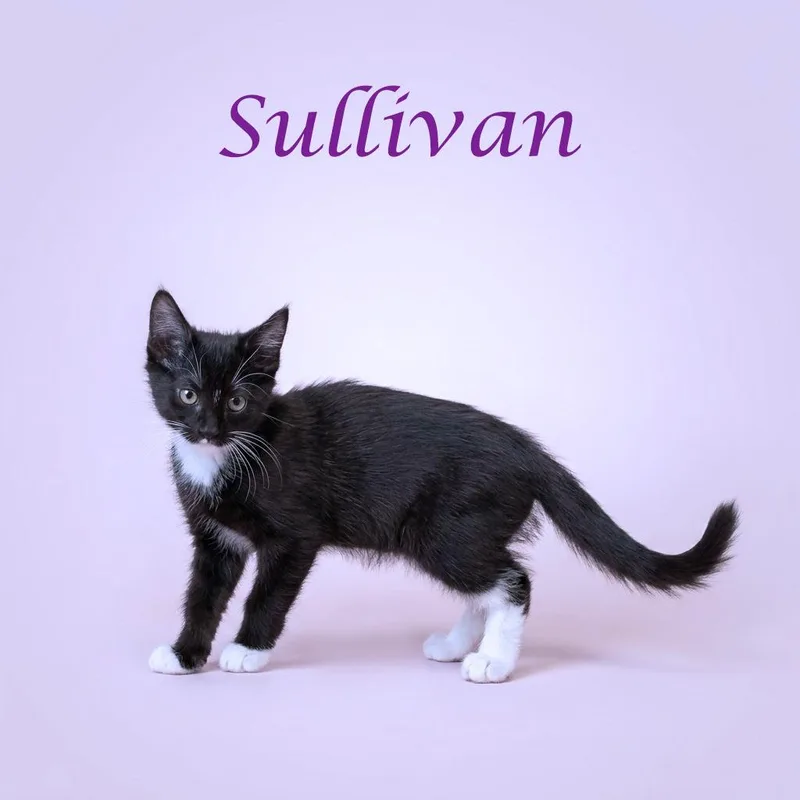 Sullivan C thumbnail 5