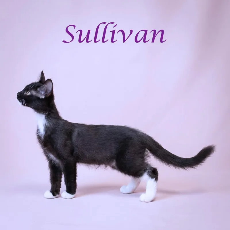Sullivan C thumbnail 6