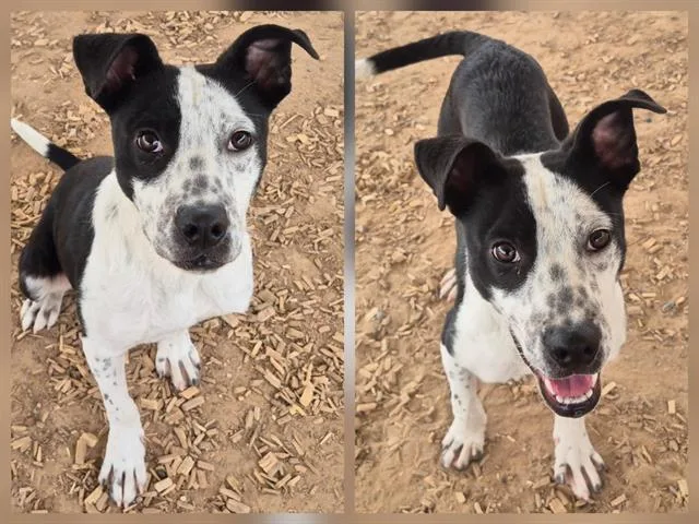 A young small-sized male Australian Cattle Dog / Blue Heeler dog named Flash for adoption in Albuquerque, NM