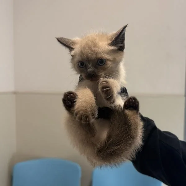 A baby small-sized female Domestic Short Hair cat named Nibbler for adoption in Escondido, CA