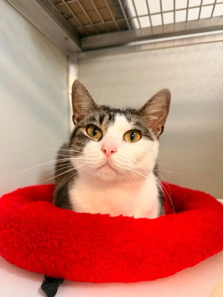 A young small-sized female Tabby cat named Piper for adoption in Kodiak, AK
