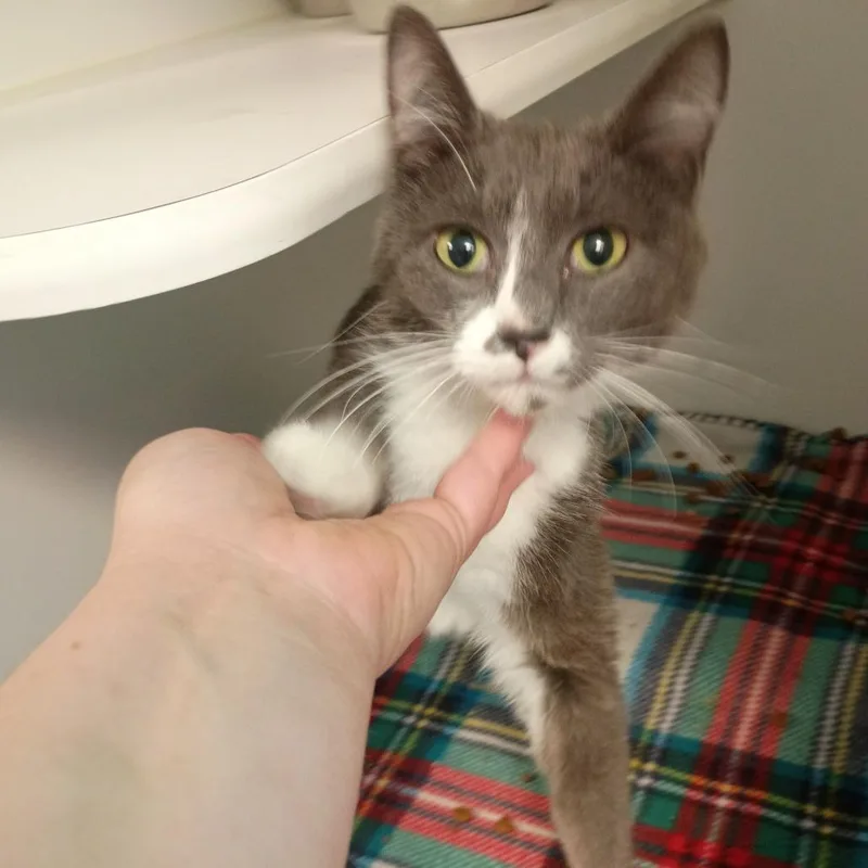 Socks thumbnail 3