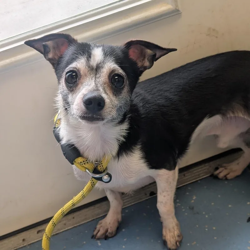 An adult small-sized male Black Chihuahua dog named Monte for adoption in Watertown, NY