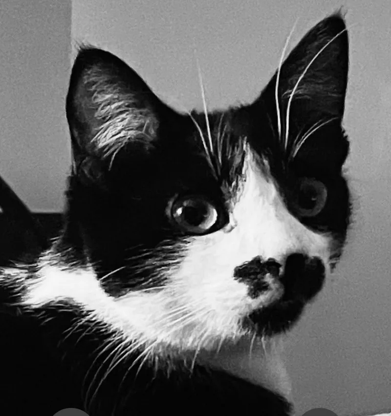 An adult medium-sized male Black & White / Tuxedo Domestic Short Hair cat named Colton INDOOR ONLY for adoption in Stockton, CA
