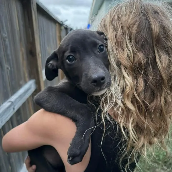 A baby medium-sized female Black Labrador Retriever dog named Sushi for adoption in Austin, TX