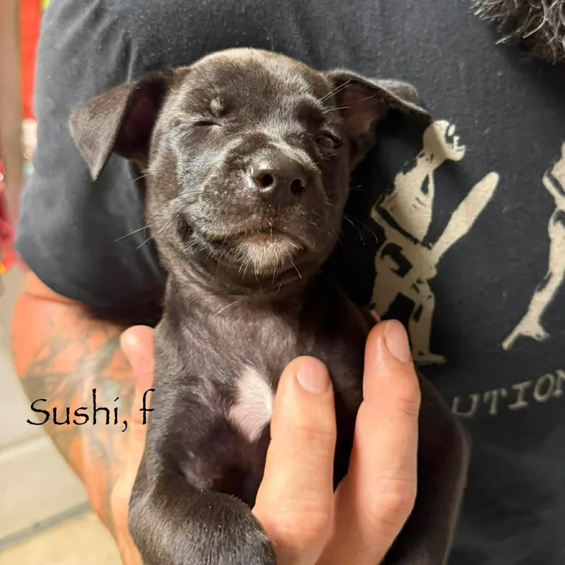 Sushi thumbnail 4