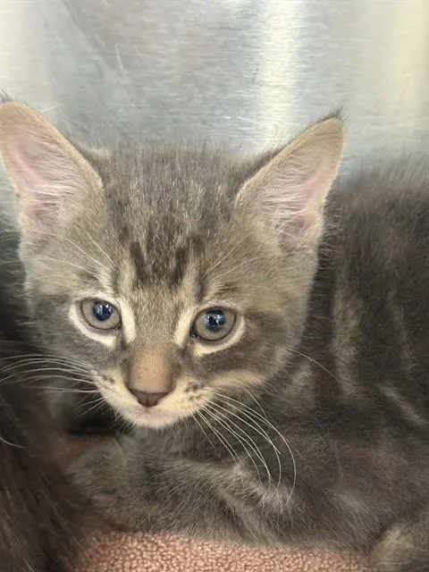 A baby small-sized male Domestic Short Hair cat named Aaron for adoption in Upper Marlboro, MD